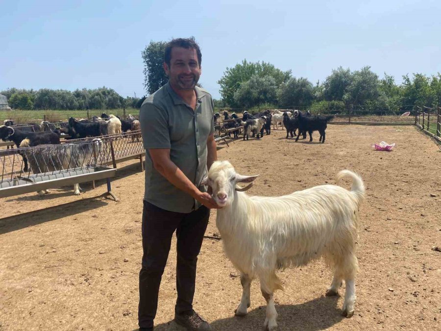 Bayramın En Şanslı Keçisi Kesilmekten Kurtuldu