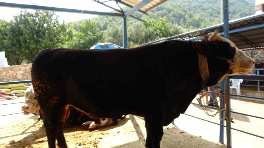 1 Ton 300 Kiloluk Tosun 430 Bin Tl’ye Satıldı