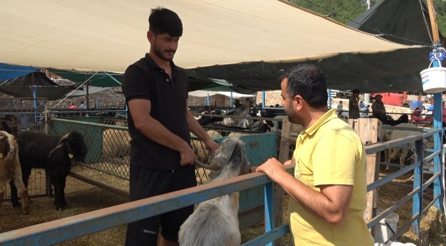 1 Ton 300 Kiloluk Tosun 430 Bin Tl’ye Satıldı