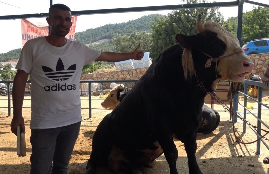 1 Ton 300 Kiloluk Tosun 430 Bin Tl’ye Satıldı