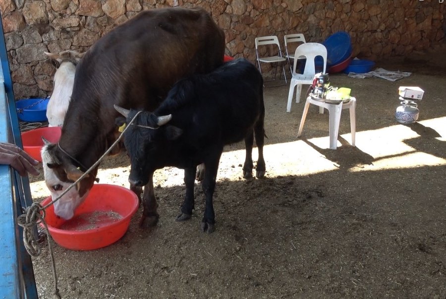 1 Ton 300 Kiloluk Tosun 430 Bin Tl’ye Satıldı
