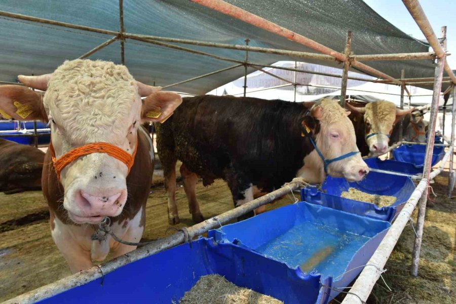 Kepez’de 9 Noktada Kurban Kesim Alanı