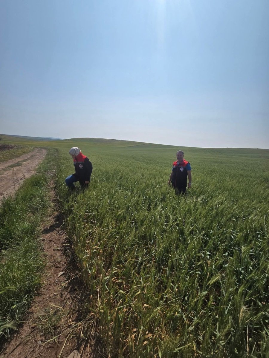 Kulu’da Süne Zararlısıyla Mücadele Çalışmaları