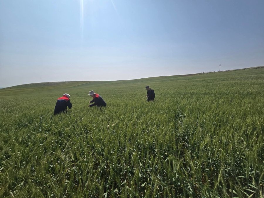 Kulu’da Süne Zararlısıyla Mücadele Çalışmaları