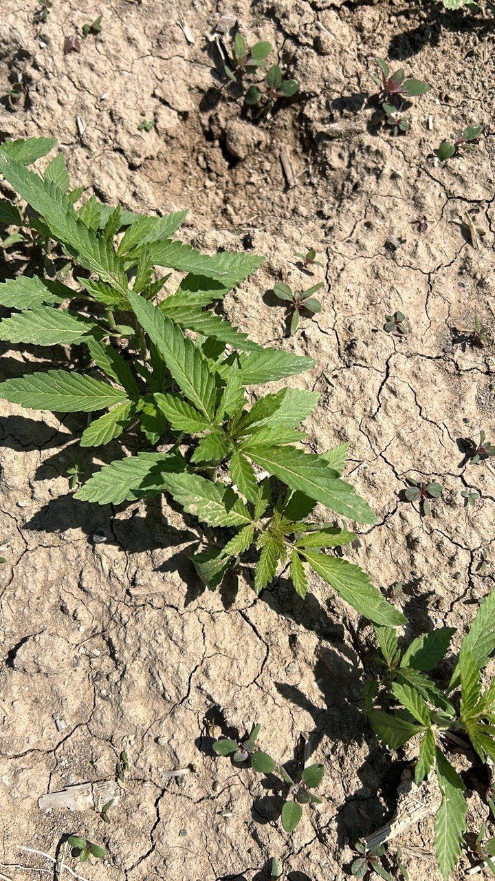 Kulu’da Kenevir Ekimi Yapılan Arazide İnceleme