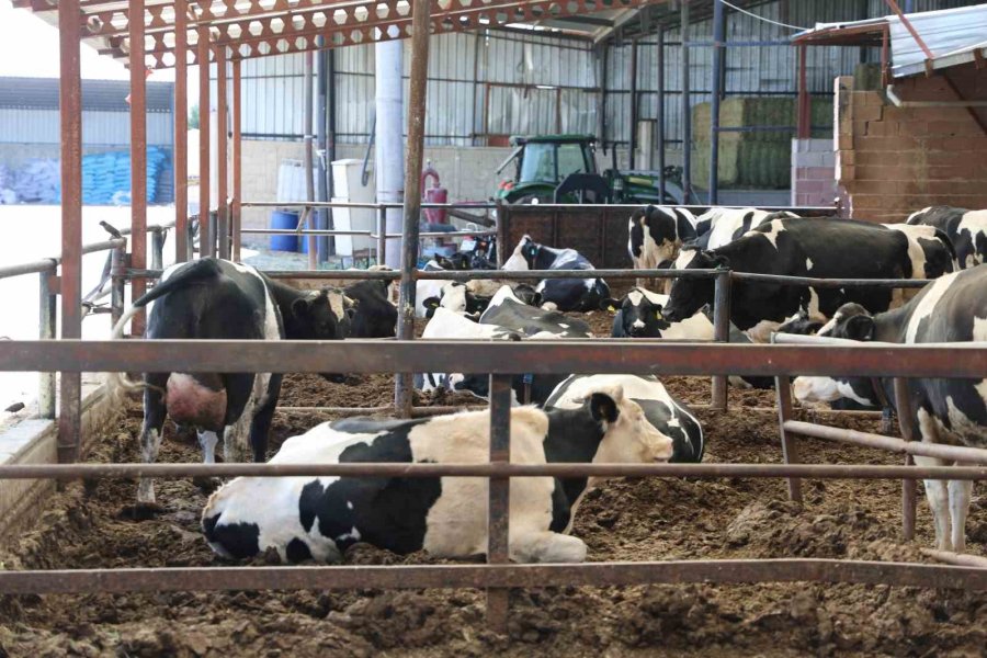 Kurban Kesimi Sırasında Hastanelik Olmamak İçin Öneriler