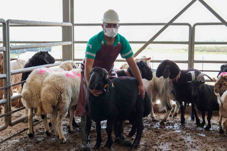 Mersin’de Şehitlerin Anısına Kurban Kesildi