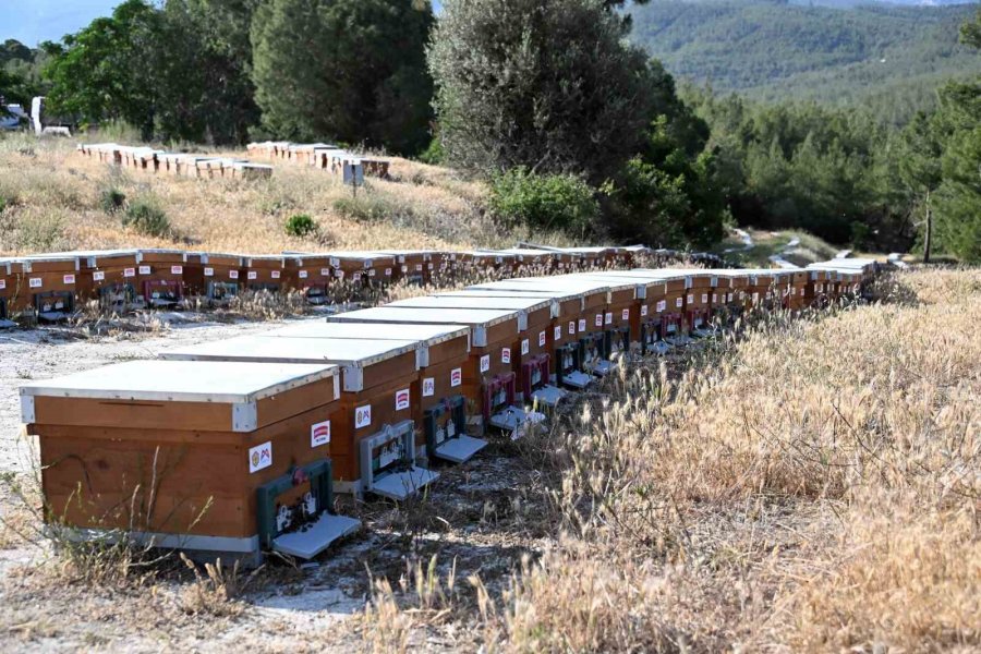 Mersin’de Arı Yetiştiricilerine Kovan Ve Ekipman Desteği