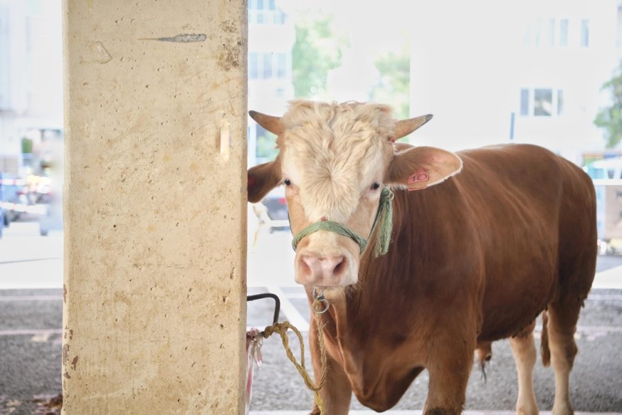 Konyaaltı’nda Ücretsiz Kurban Kesim Hizmeti Sunuldu