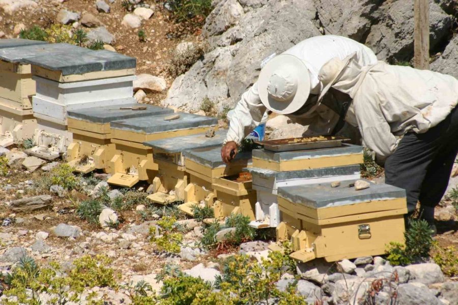 Antalya’da Arıcılar Kara Kovanlarını Yüksek Kesimlerdeki Yaylalara Çıkardı