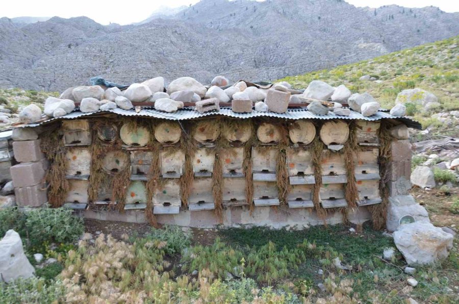 Antalya’da Arıcılar Kara Kovanlarını Yüksek Kesimlerdeki Yaylalara Çıkardı