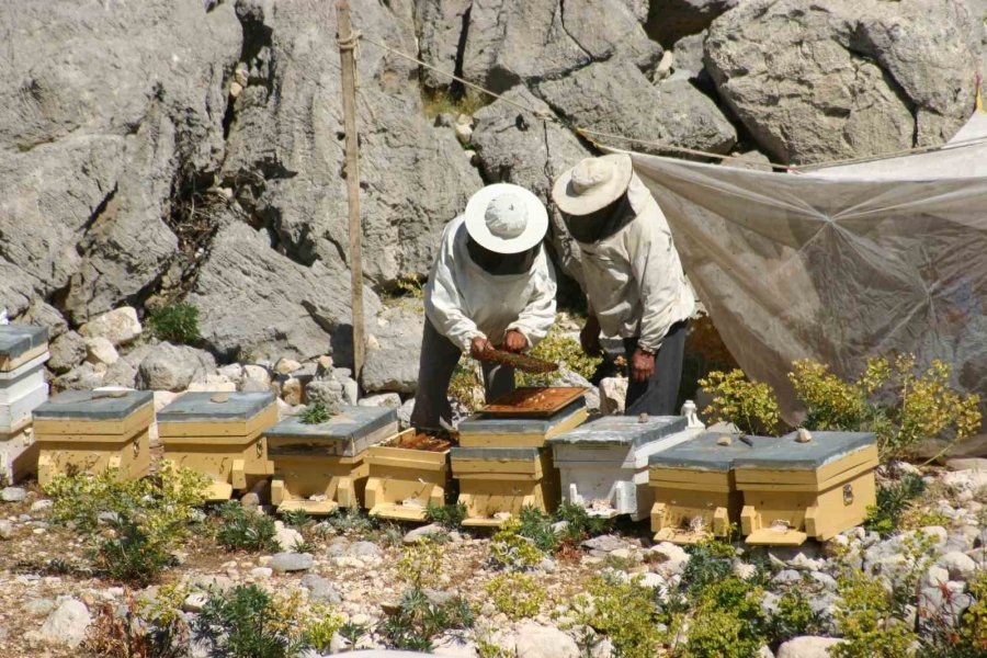 Antalya’da Arıcılar Kara Kovanlarını Yüksek Kesimlerdeki Yaylalara Çıkardı