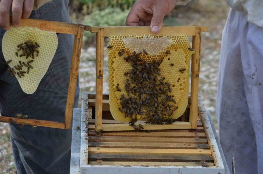Antalya’da Arıcılar Kara Kovanlarını Yüksek Kesimlerdeki Yaylalara Çıkardı