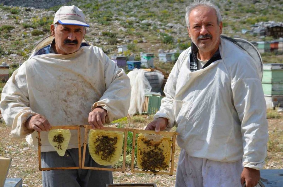 Antalya’da Arıcılar Kara Kovanlarını Yüksek Kesimlerdeki Yaylalara Çıkardı