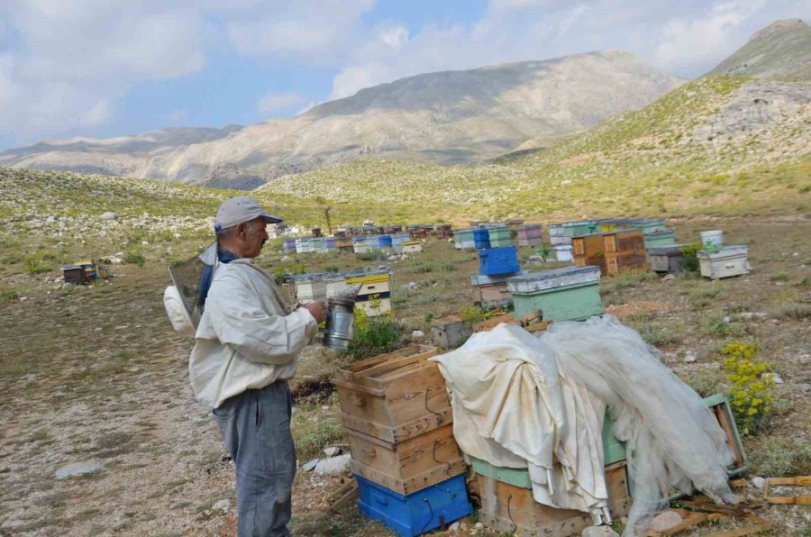 Antalya’da Arıcılar Kara Kovanlarını Yüksek Kesimlerdeki Yaylalara Çıkardı