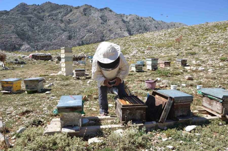 Antalya’da Arıcılar Kara Kovanlarını Yüksek Kesimlerdeki Yaylalara Çıkardı