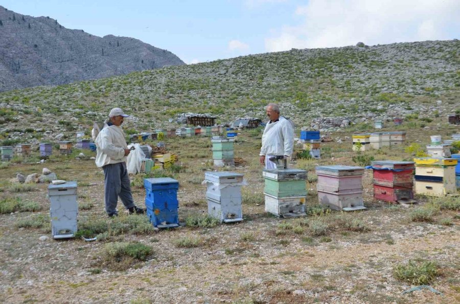 Antalya’da Arıcılar Kara Kovanlarını Yüksek Kesimlerdeki Yaylalara Çıkardı