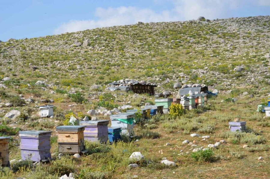 Antalya’da Arıcılar Kara Kovanlarını Yüksek Kesimlerdeki Yaylalara Çıkardı
