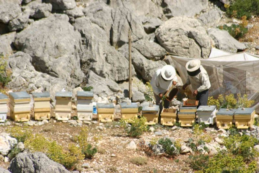 Antalya’da Arıcılar Kara Kovanlarını Yüksek Kesimlerdeki Yaylalara Çıkardı