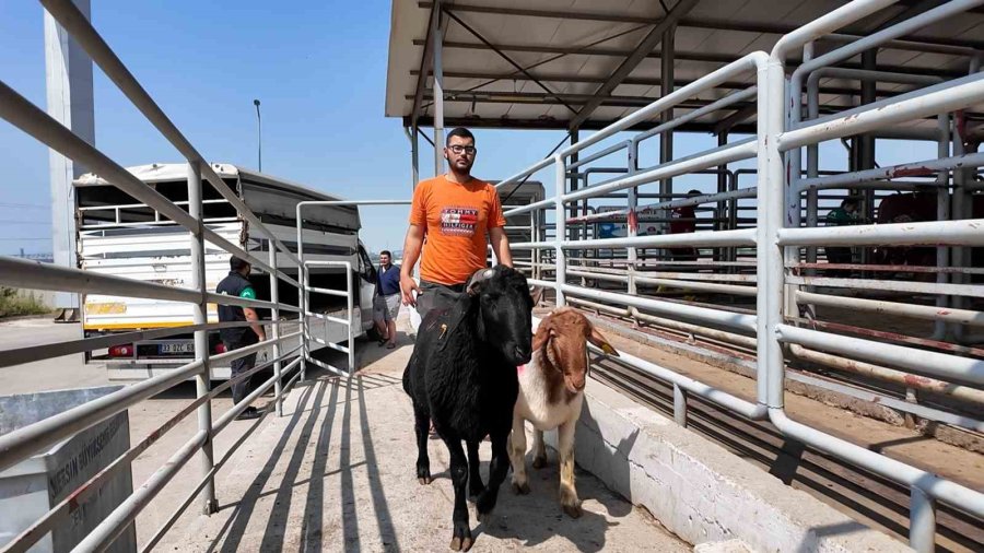 Mersin’de Kurban Kesimi Hem Hijyenik Hem Ücretsiz