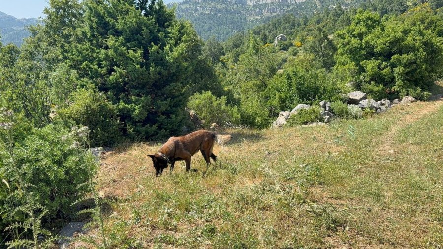 Yayla Yolunda Kaybolan Yaşlı Adam 300 Kişilik Ekiple Aranıyor