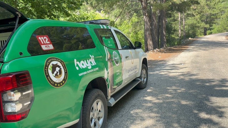 Yayla Yolunda Kaybolan Yaşlı Adam 300 Kişilik Ekiple Aranıyor