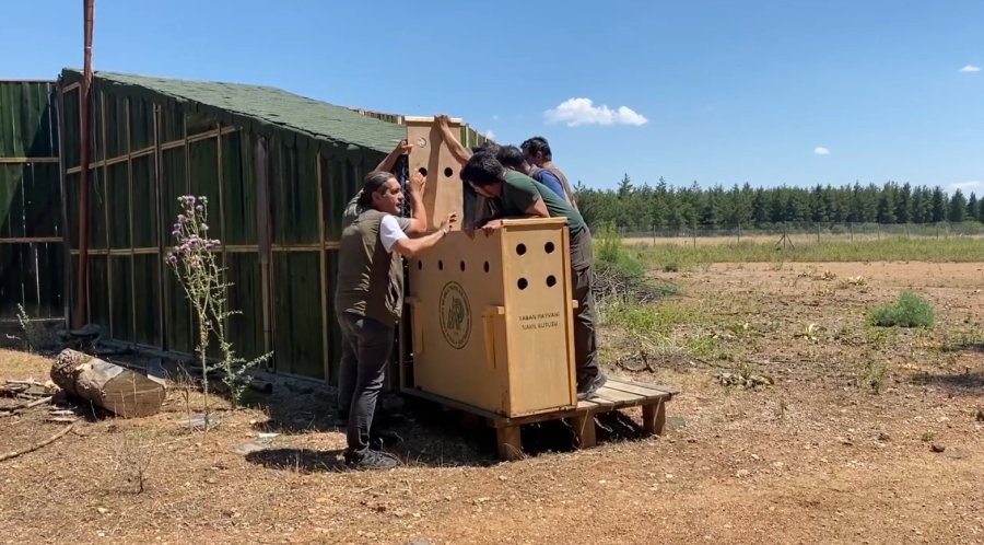Antalya’da Doğaya Salınan Alageyiğin Hareketleri Uyduyla İzleniyor