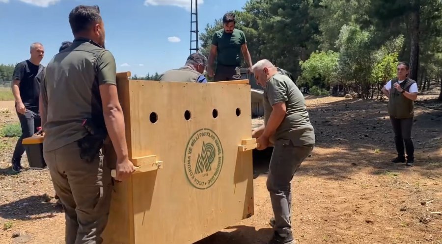 Antalya’da Doğaya Salınan Alageyiğin Hareketleri Uyduyla İzleniyor