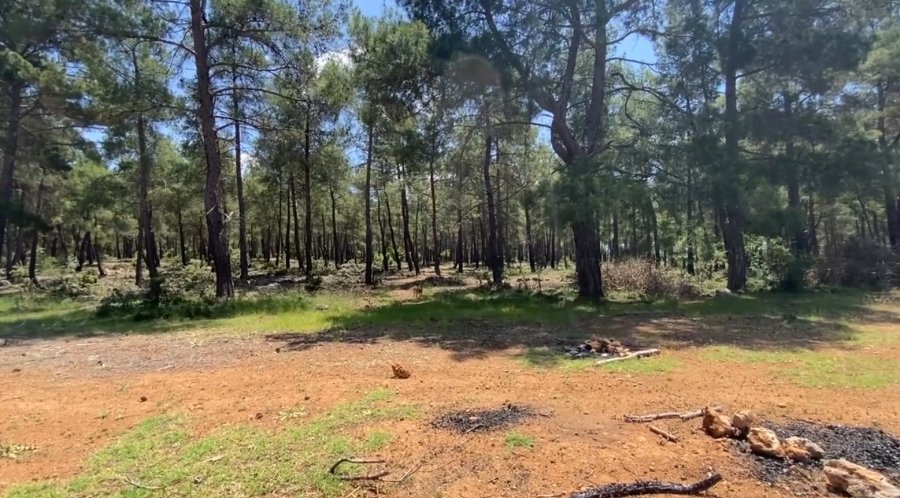 Antalya’da Doğaya Salınan Alageyiğin Hareketleri Uyduyla İzleniyor