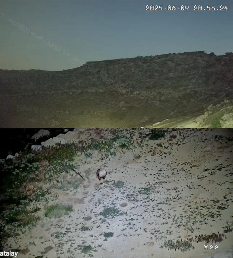 Yayladaki Evin Bahçesi Yabani Hayvanların Mekanı Oldu