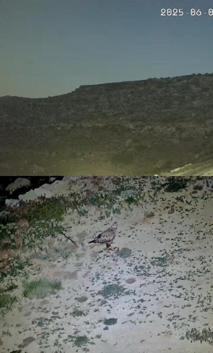 Yayladaki Evin Bahçesi Yabani Hayvanların Mekanı Oldu