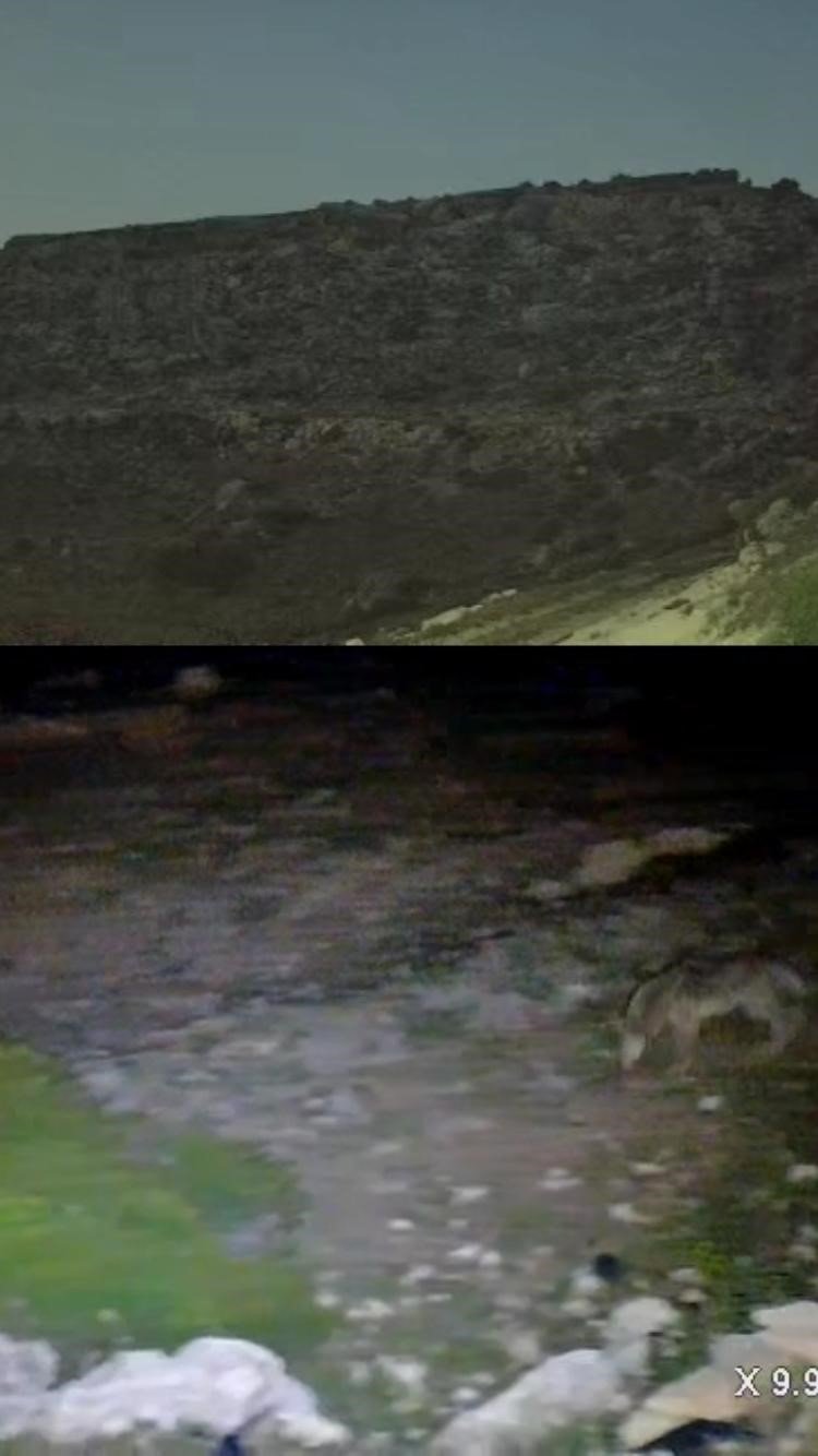 Yayladaki Evin Bahçesi Yabani Hayvanların Mekanı Oldu