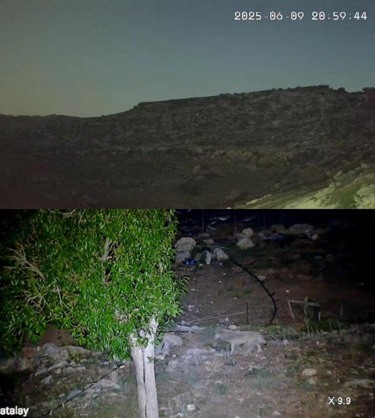 Yayladaki Evin Bahçesi Yabani Hayvanların Mekanı Oldu