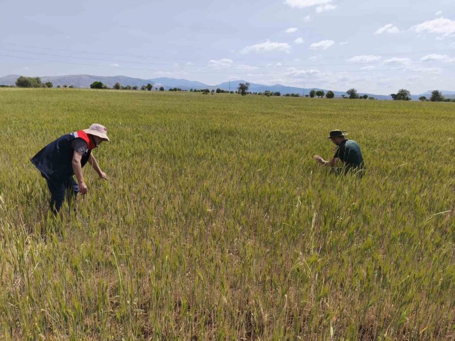Beyşehir’de Hububat Ekili Alanlara Yakın Takip