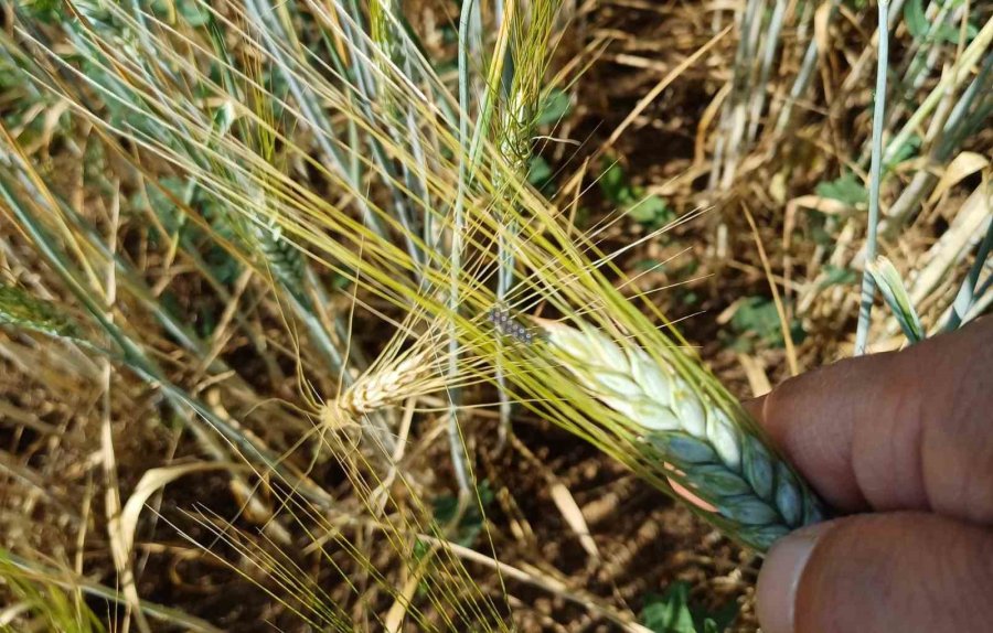 Beyşehir’de Hububat Ekili Alanlara Yakın Takip