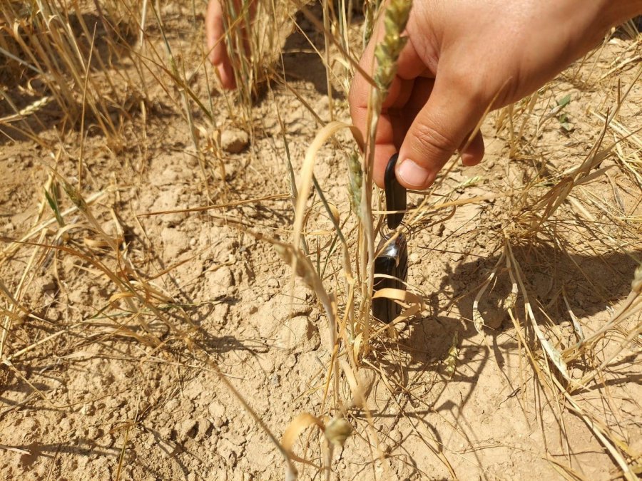 Kulu’da Hububatı Kuraklık Vurdu