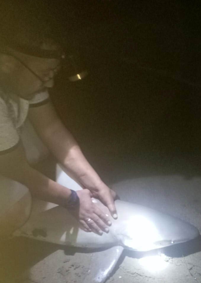 Amatör Oltacı Kıyıdan 2 Köpek Balığı Yakaladı: Heyecanlı Anlar Kamerada