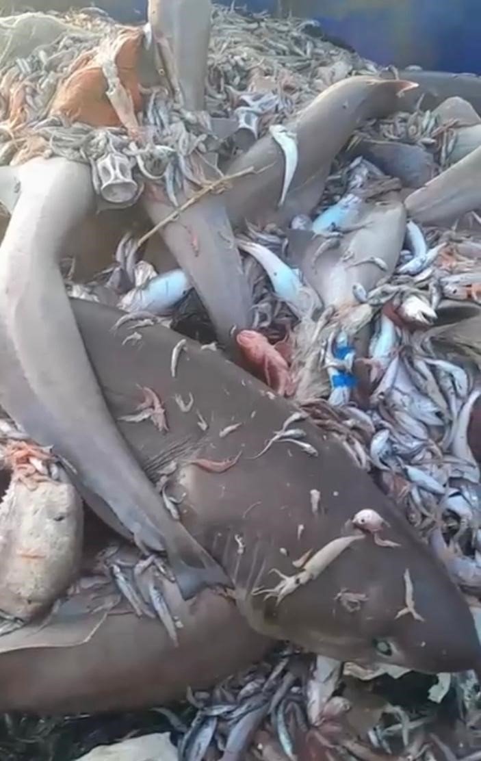 Yer Yine Mersin: Bu Kez 8 Köpekbalığı Ağlara Takıldı