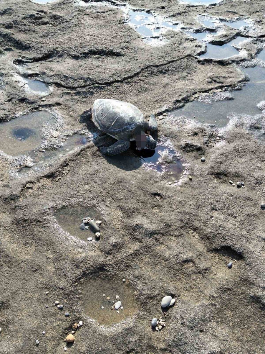 Gazipaşa’da Caretta Başı Kesilmiş Halde Bulundu