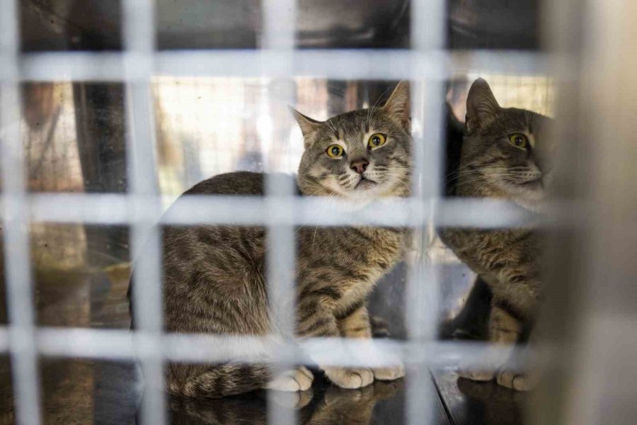 Mersin’deki Kedi Popülasyonu Kısırlaştırma Merkezi İle Dengeleniyor