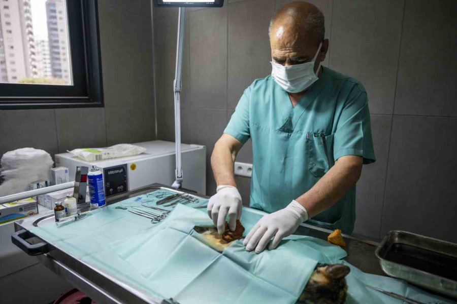 Mersin’deki Kedi Popülasyonu Kısırlaştırma Merkezi İle Dengeleniyor