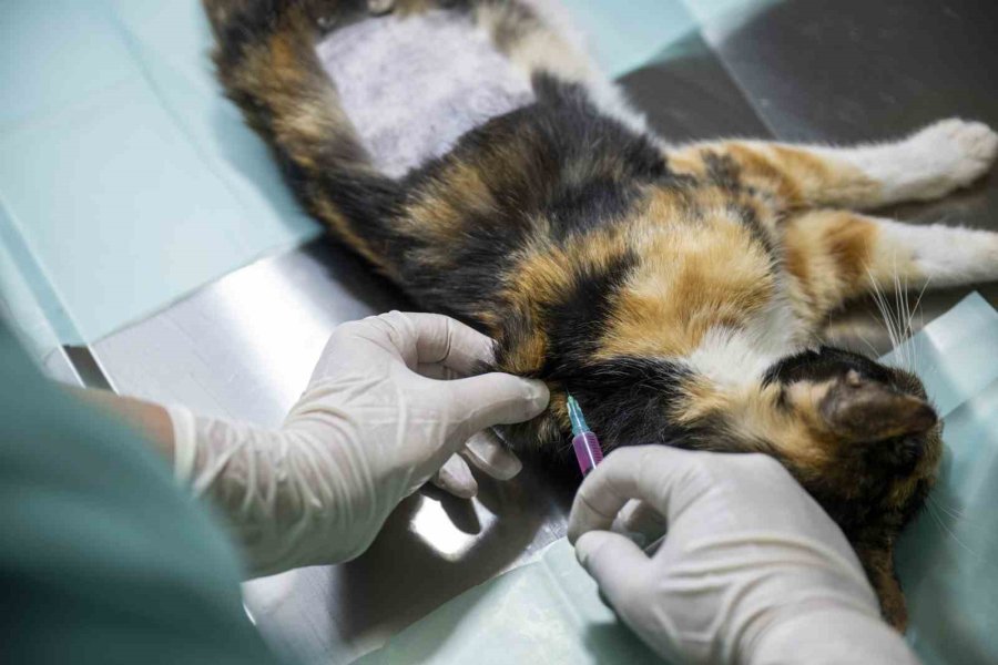 Mersin’deki Kedi Popülasyonu Kısırlaştırma Merkezi İle Dengeleniyor