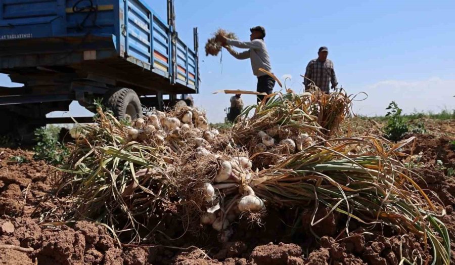 Rusya, Almanya Ve İspanya’nın Antibiyotiği Aksaray Sarımsağının Hasadı Başladı