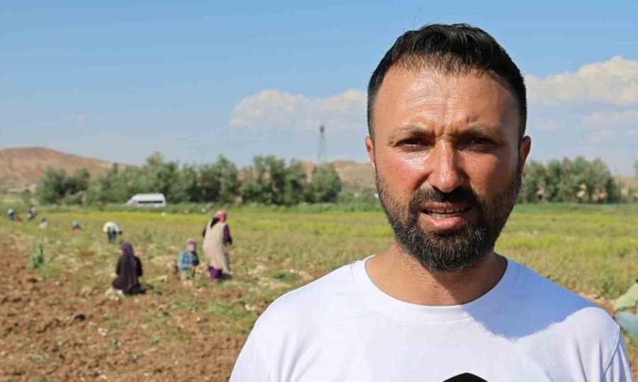 Rusya, Almanya Ve İspanya’nın Antibiyotiği Aksaray Sarımsağının Hasadı Başladı