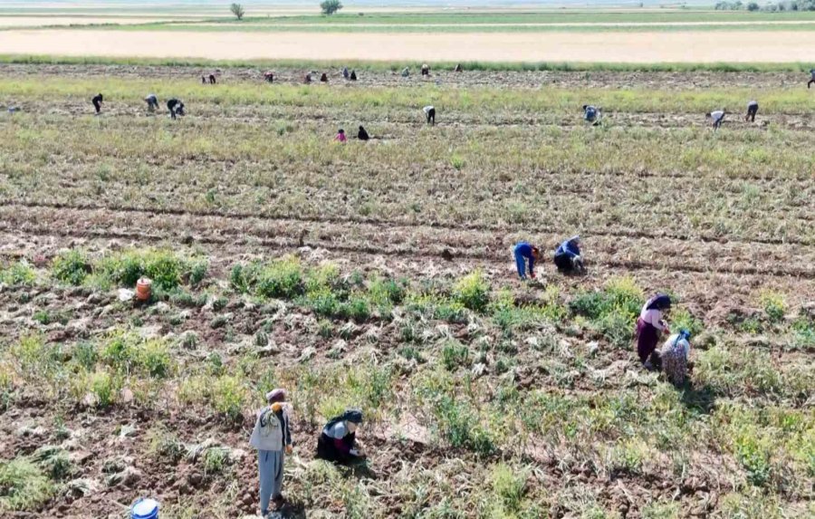 Rusya, Almanya Ve İspanya’nın Antibiyotiği Aksaray Sarımsağının Hasadı Başladı