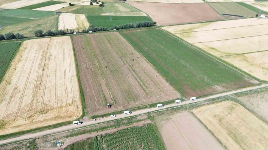 Rusya, Almanya Ve İspanya’nın Antibiyotiği Aksaray Sarımsağının Hasadı Başladı