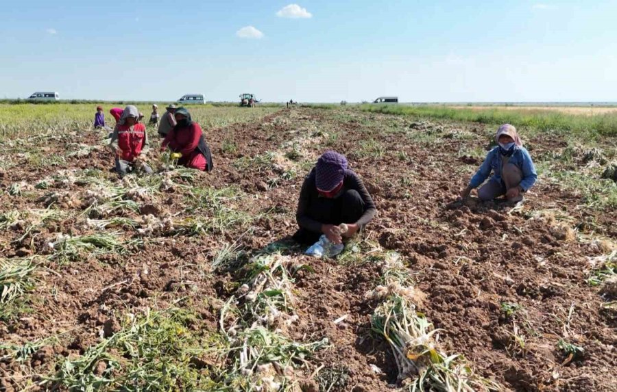 Rusya, Almanya Ve İspanya’nın Antibiyotiği Aksaray Sarımsağının Hasadı Başladı