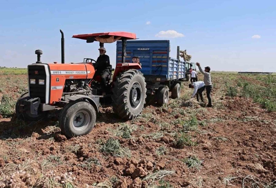 Rusya, Almanya Ve İspanya’nın Antibiyotiği Aksaray Sarımsağının Hasadı Başladı