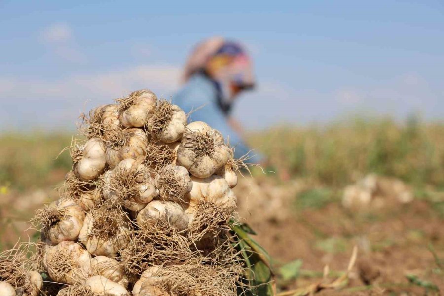 Rusya, Almanya Ve İspanya’nın Antibiyotiği Aksaray Sarımsağının Hasadı Başladı
