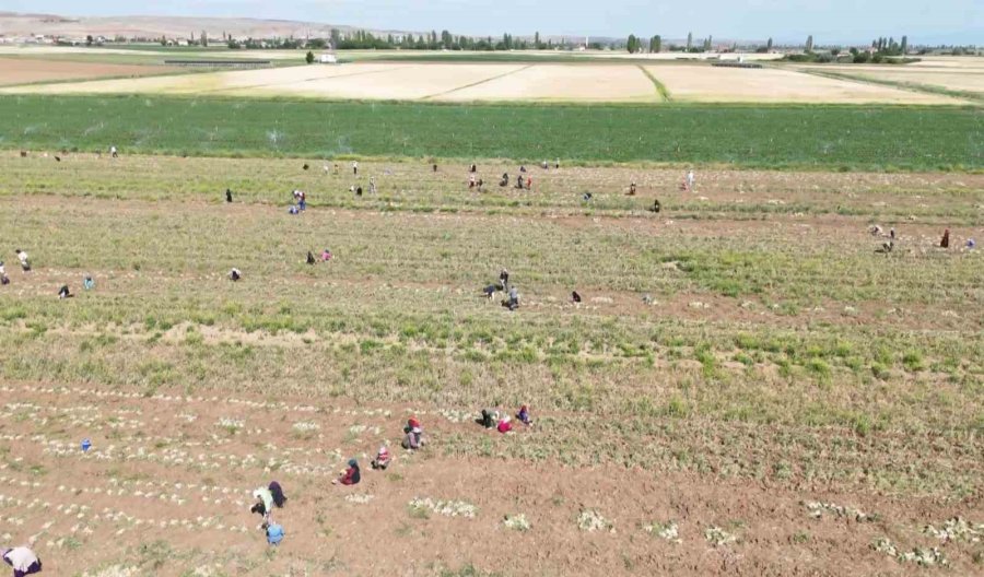 Rusya, Almanya Ve İspanya’nın Antibiyotiği Aksaray Sarımsağının Hasadı Başladı